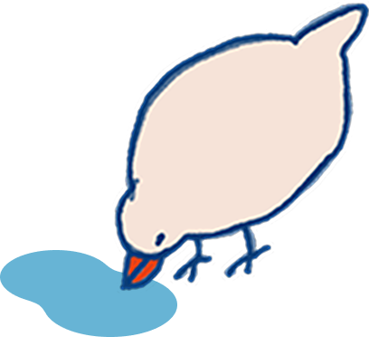 文鳥が水を飲んでいるイラスト